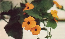 Yellow flowers